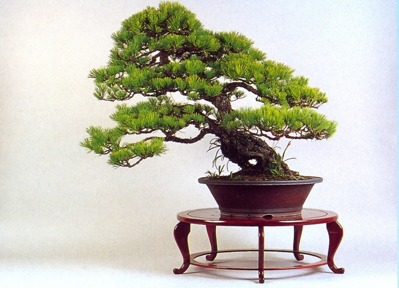 5 Consejos para Criar un Bonsai en Casa con material apoyo