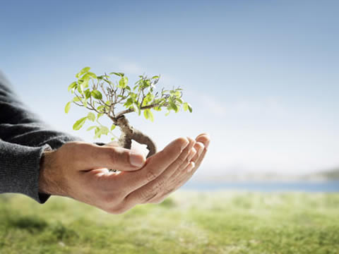 Cómo plantar un árbol riego y cuidados