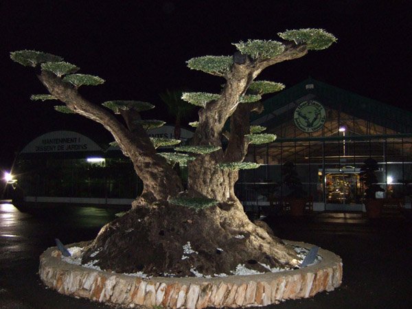 Macrobonsai centenario de olivo; Cualidades y características.