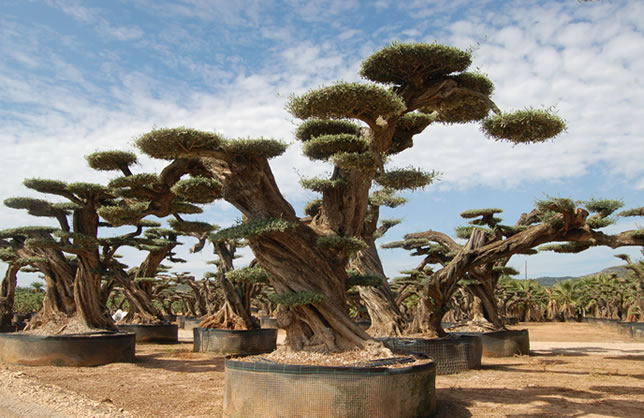 Olivos milenarios con Macrobonsai