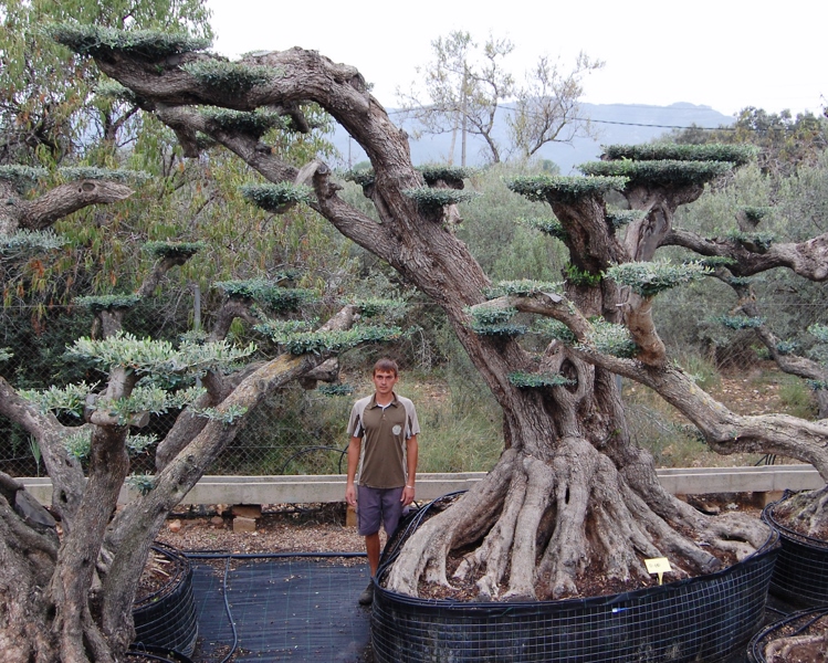 Conoce los distintos olivos que MacroBonsai tiene para ti