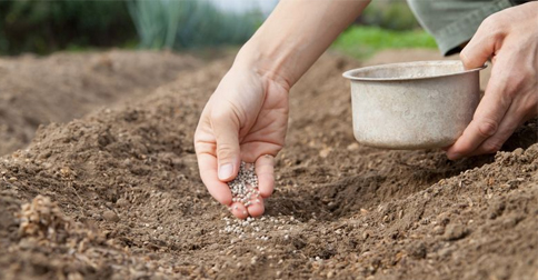 Fertilizantes para el jardín