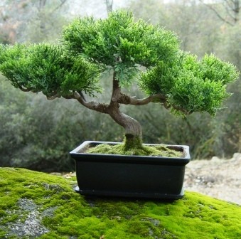 Origin of Bonsai