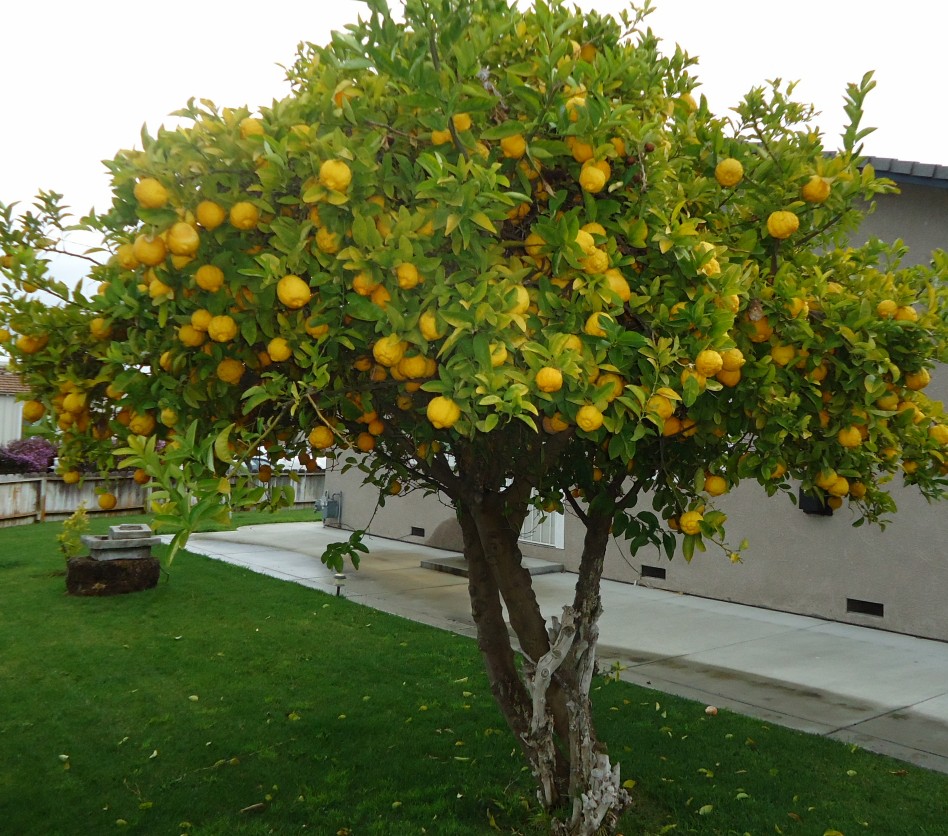 Árboles frutales, ideales para el jardín