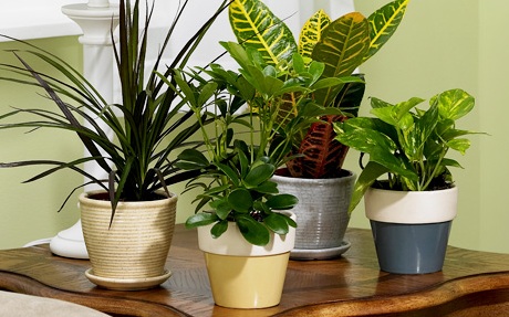 Como combatir plagas en plantas de interiores