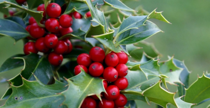 Plantas navideñas para decorar el hogar