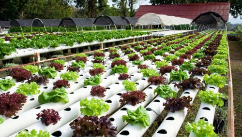 Como construir un jardín hidropónico