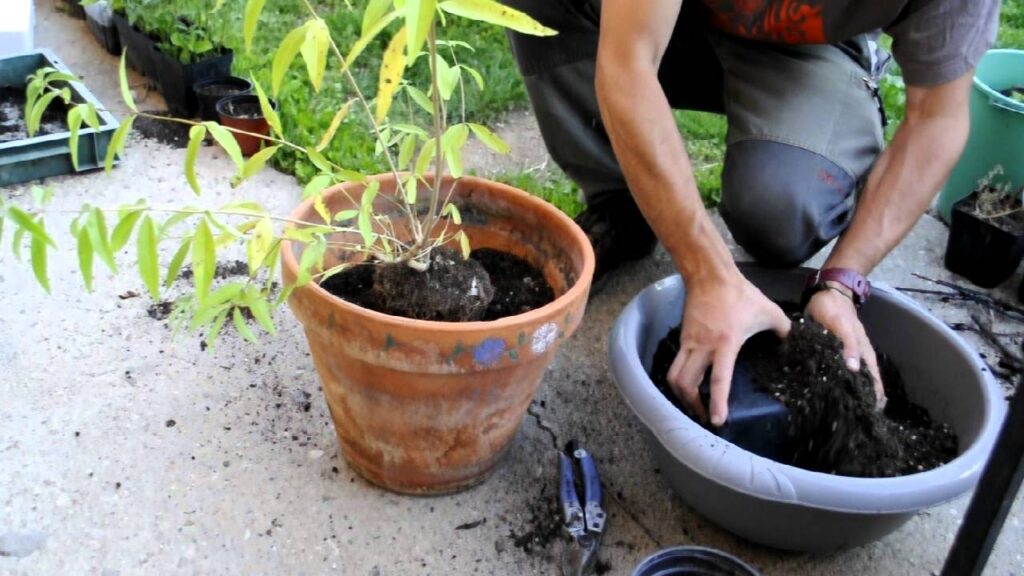 Como trasplantar plantas