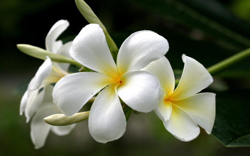 Flores blancas para la decoración de interiores