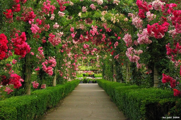 Types of roses for gardens