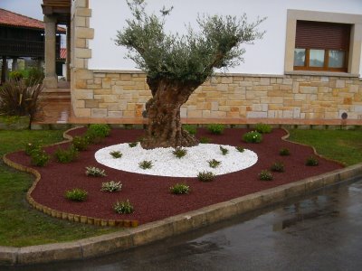 Maintenance of the olive trees in the gardens