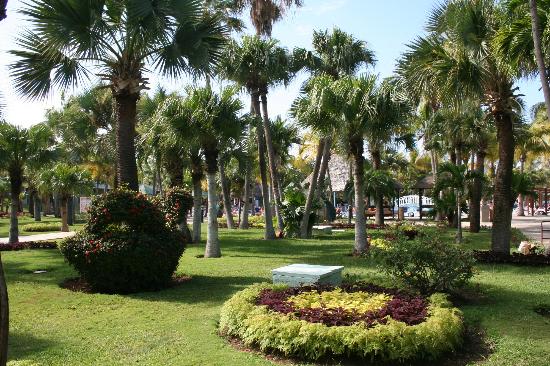 Palmeras en el jardín; riego y abono