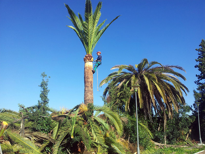 Pruning of palm trees