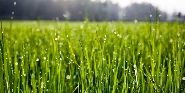 Como proteger el césped de las lluvias