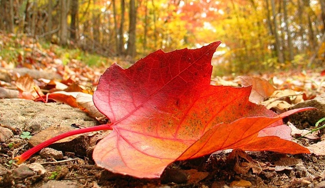 Como regar las plantas durante el otoño