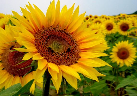 Plantas que florecen en otoño