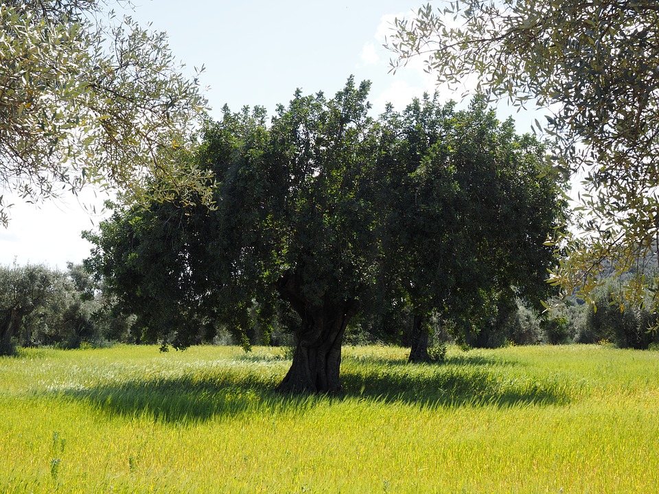 ancient olive tree