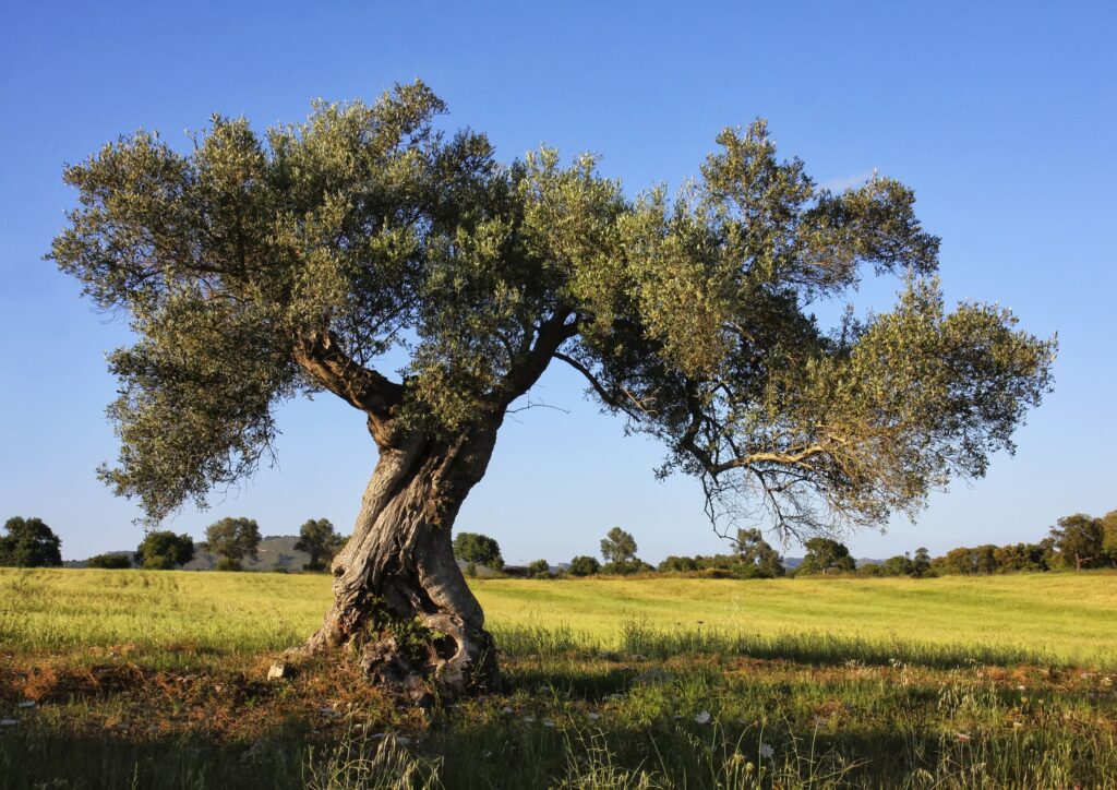 Centennial olive trees