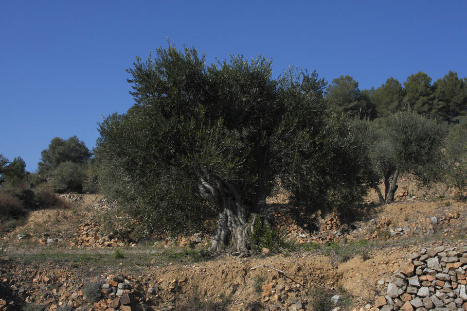 Centennial olive trees