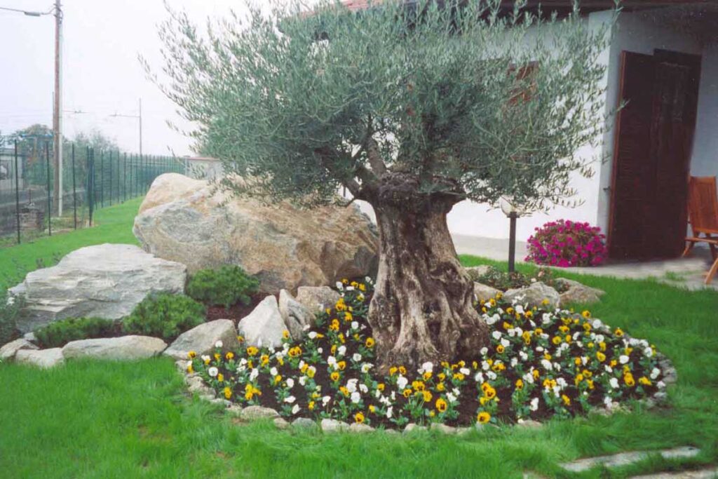 decorazione-albero-di-ulivo-4