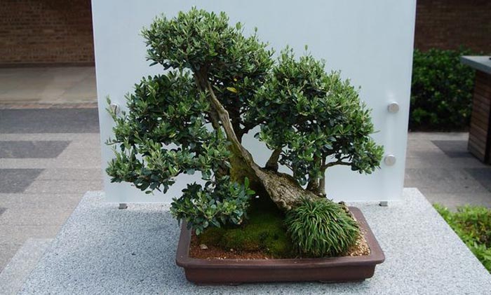 An indoor olive bonsai