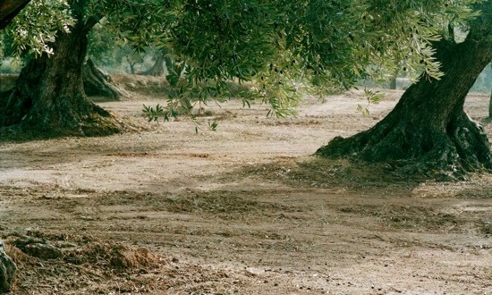 Mantenimiento de la tierra para que el olivo centenario viva saludablemente