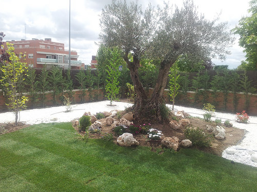 Plantas y flores que se integran bien con un olivo centenario en el jardín