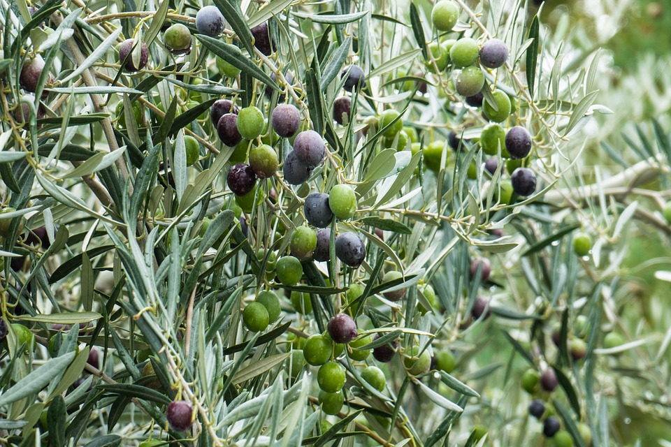 Temporada de frutos del olivo centenario ¿Qué hacer?