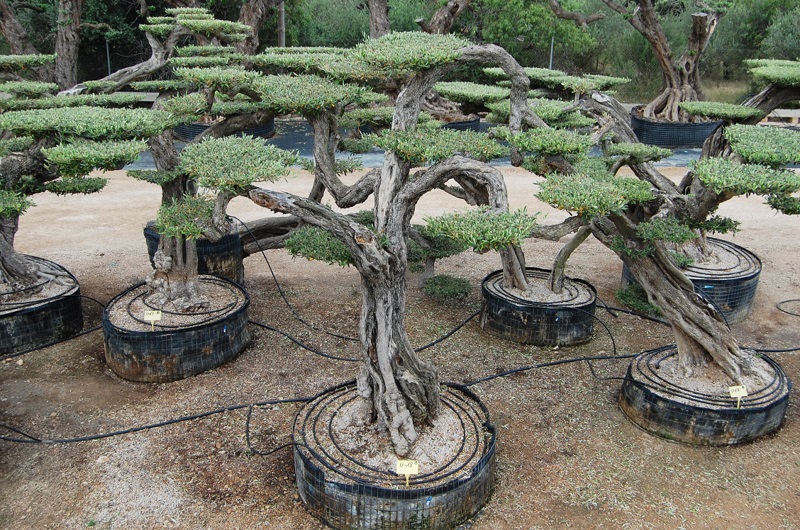 Donde comprar un Macrobonsai