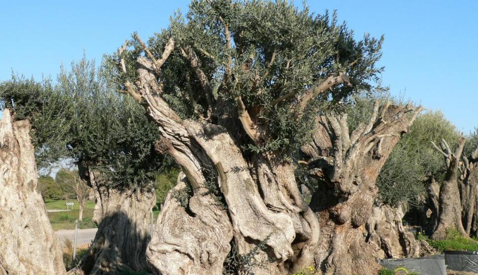 Cómo proteger olivos ante una tormenta