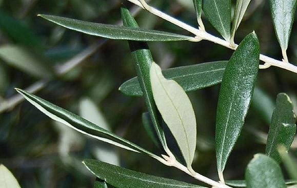 Cualidades de la hoja perenne del olivo