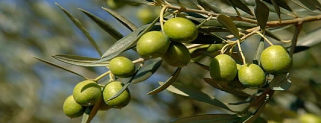 Proteger el fruto del olivo luego de su extracción