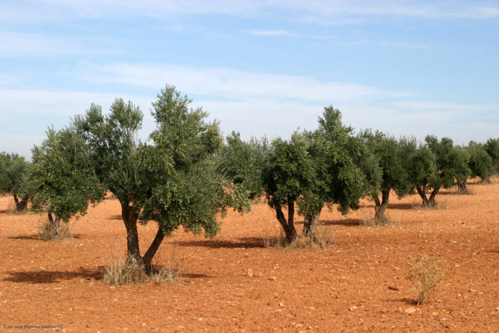 El cultivo de olivo fuera del mediterráneo