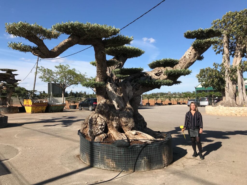 olivos-en-tarragona