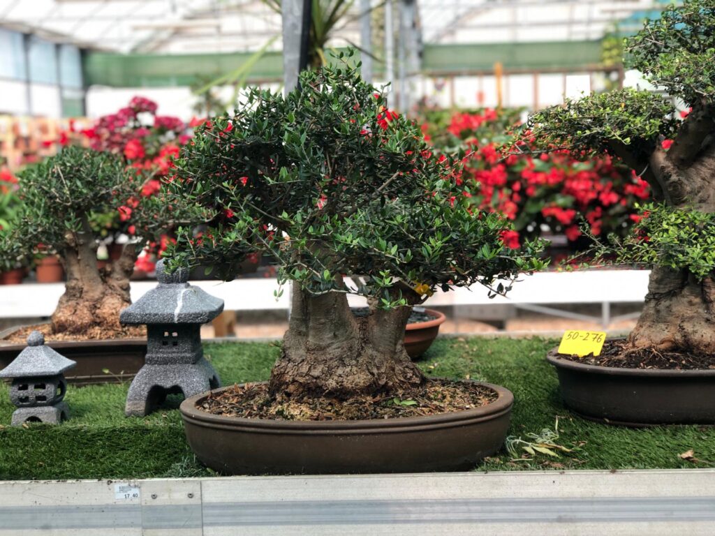 bonsai de olivo by macrobonsai