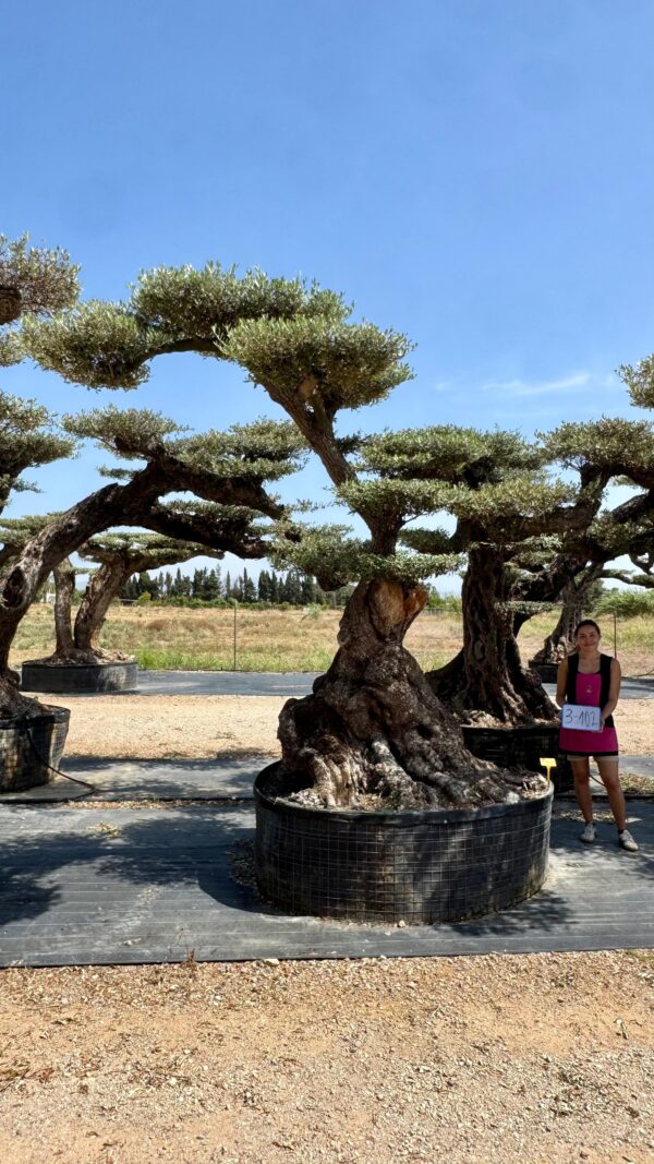 OLIVO MACROBONSAI® 3-102 - Imagen 2