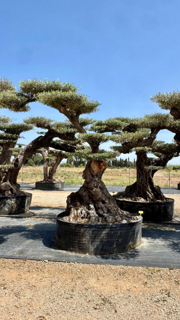 OLIVO MACROBONSAI® 3-102