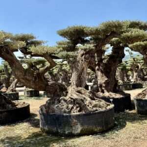 OLIVO MACROBONSAI® 3-120