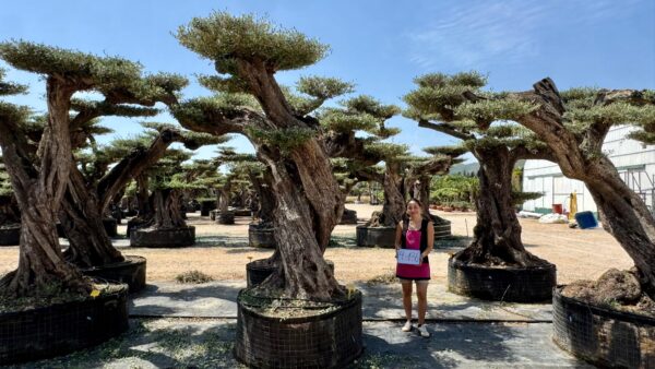 OLIVO MACROBONSAI® 4-136 - Imagen 2