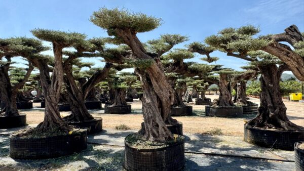 OLIVO MACROBONSAI® 4-136