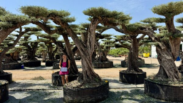 OLIVO MACROBONSAI® 4-137 - Imagen 2