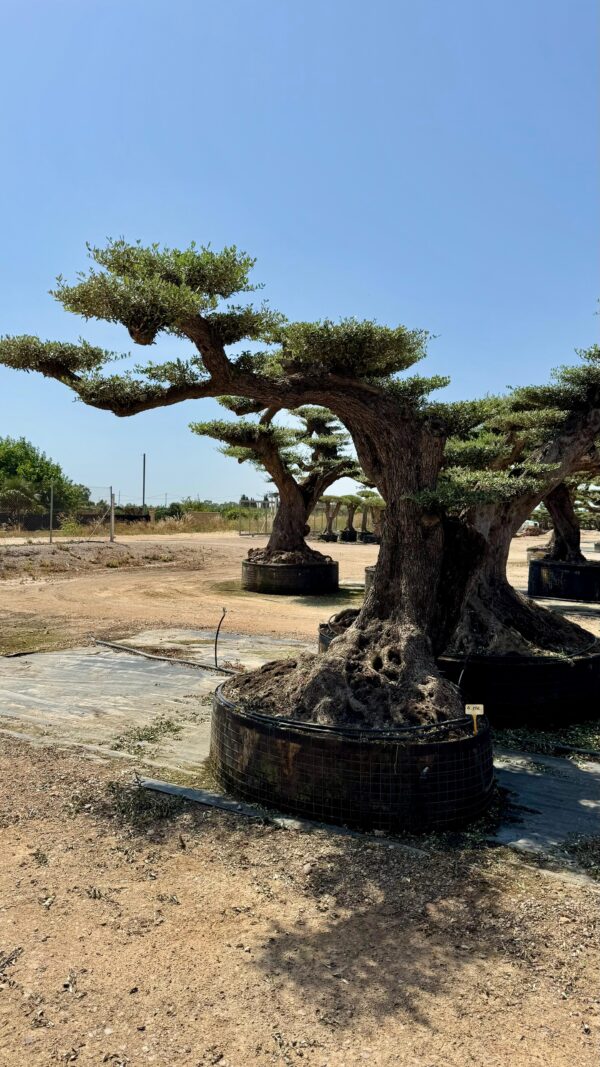 OLIVO MACROBONSAI® 4-156