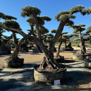 OLIVO MACROBONSAI® 10-110