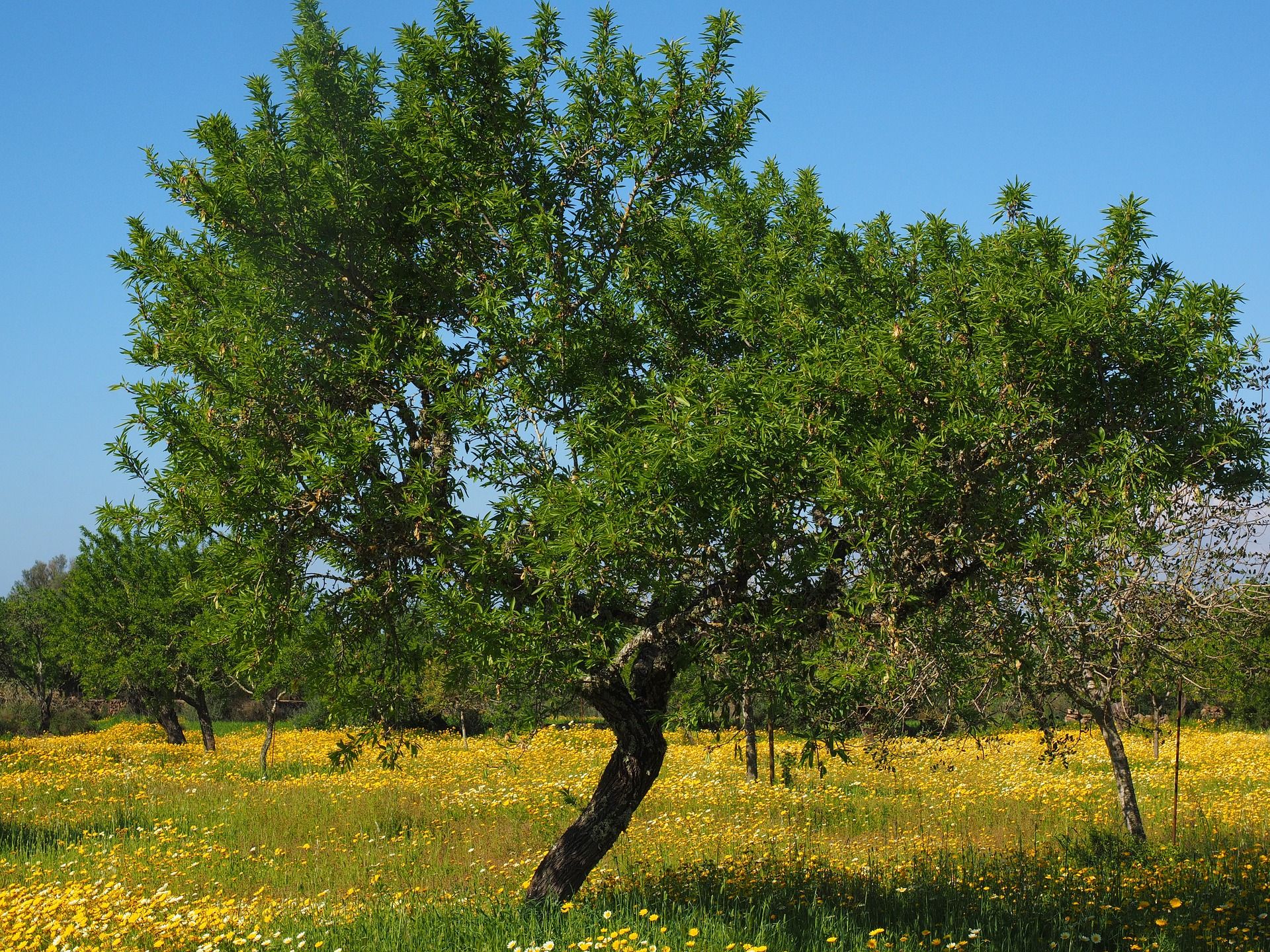 Que es un olivo milenario MacroBonsai | Olivos Centenarios